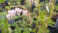 Lamprocapnos spectabilis (Dicentra spectabilis) 'Cupid' Harilik murtudsüda